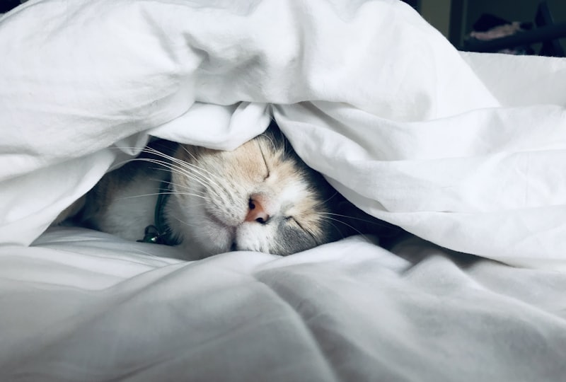 Sleep & Recovery: The Most Underrated Performance Variable